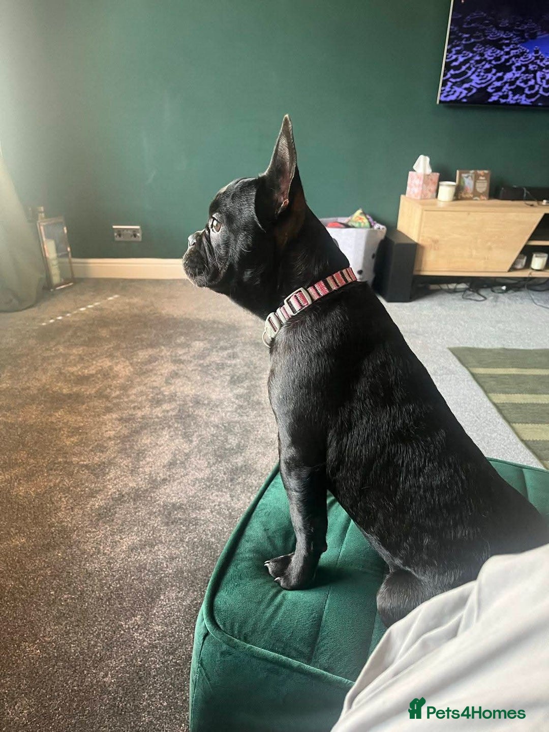 French Bulldog dogs for sale: French Bulldog Puppy (6 months) - Image 2