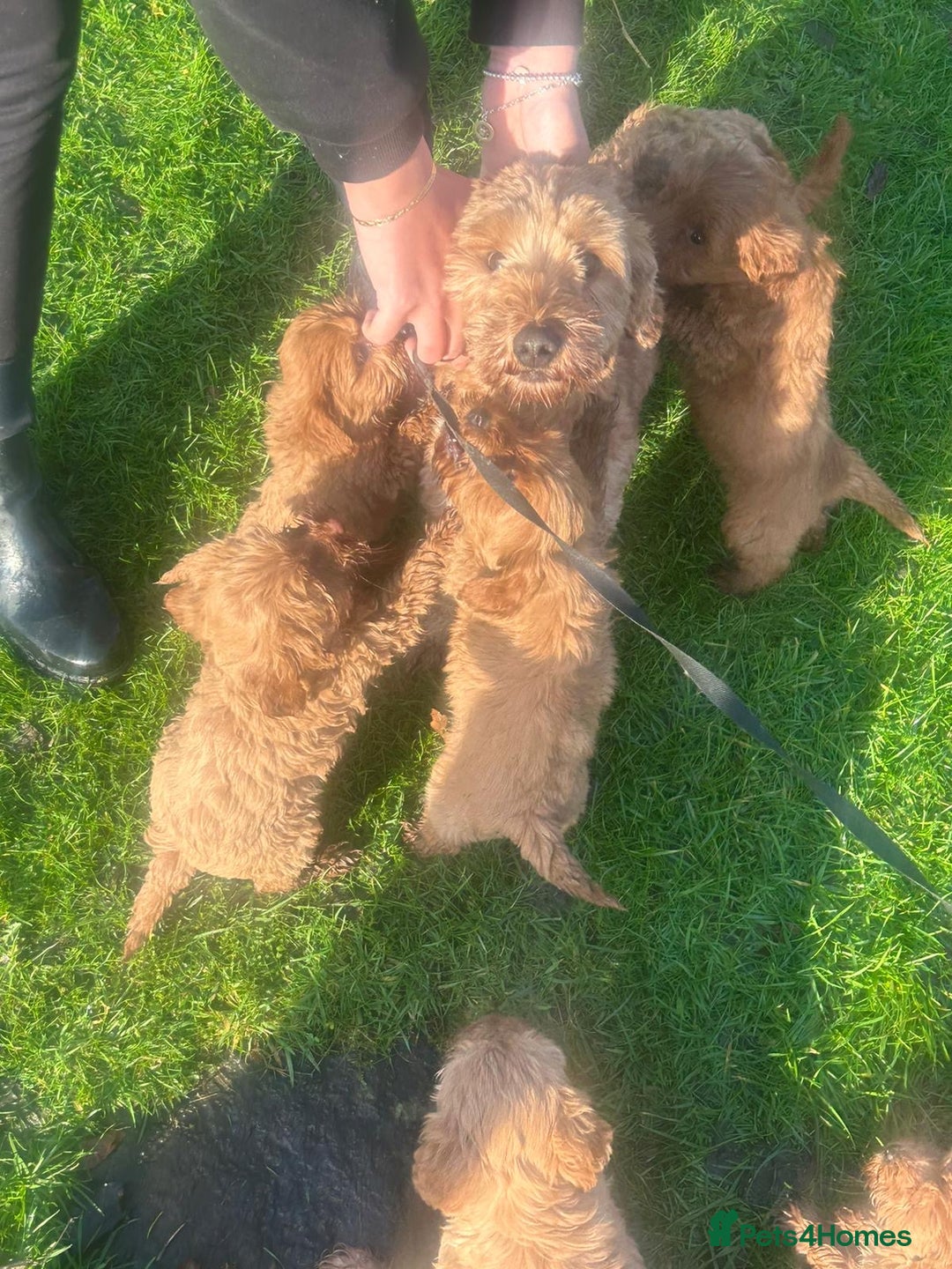 Labradoodle dogs for sale: Gorgeous Health Checked Labradoodle Puppies - Advert 2