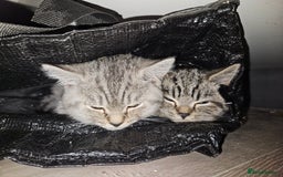 British Shorthair cats for sale: GCCF Reg Chocolate Silver Spotted Tabby BSH Boys - Image 7