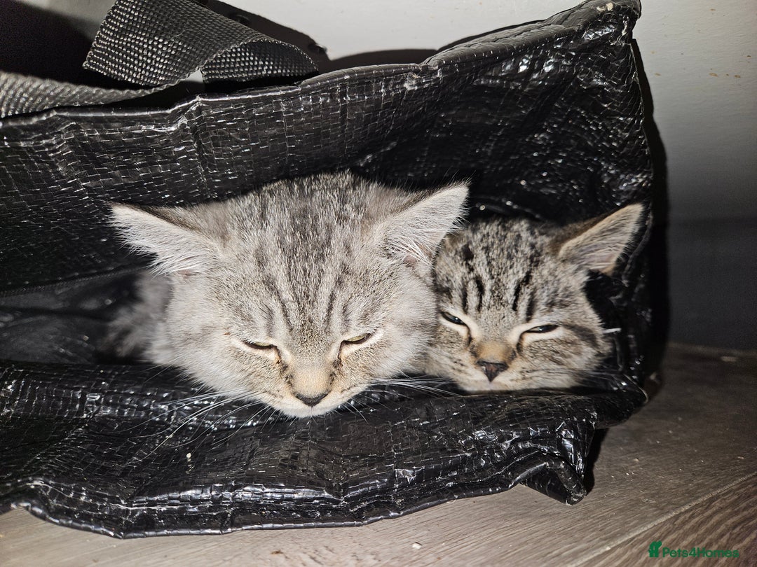 British Shorthair cats for sale: GCCF Reg Chocolate Silver Spotted Tabby BSH Boys - Image 7