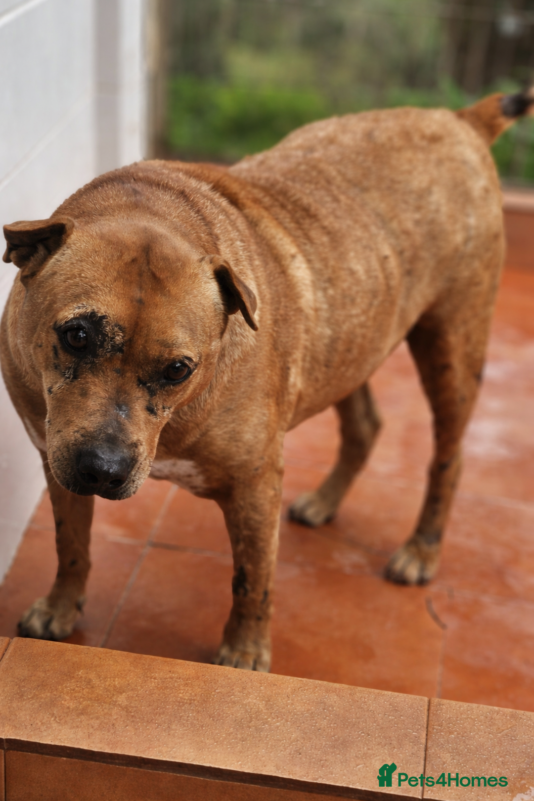 Mixed Breed dogs for adoption: ‼️🚨URGENT🚨‼️ Sharpei🐾 - Advert 1