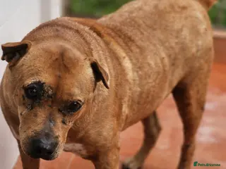 Mixed Breed dogs ‼️🚨URGENT🚨‼️ Sharpei🐾 - Advert 9