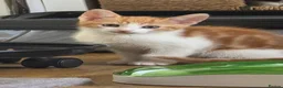 Mixed Breed cats for sale: Male Kitten - Advert 1