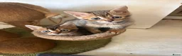 Bengal cats for sale: Bengal kittens pedigreed and registered - Advert 9