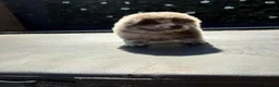 Chow Chow dogs for sale: Chows - Advert 13