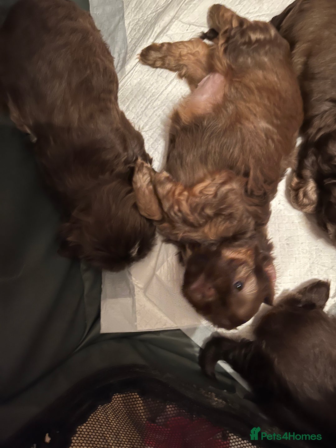 Shih Tzu dogs for sale: Adorable Shih Tzu puppies  - Image 23