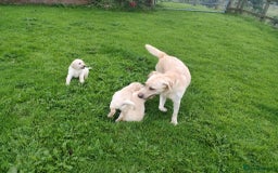 Labrador Retriever dogs for sale: Labradors  - Image 10