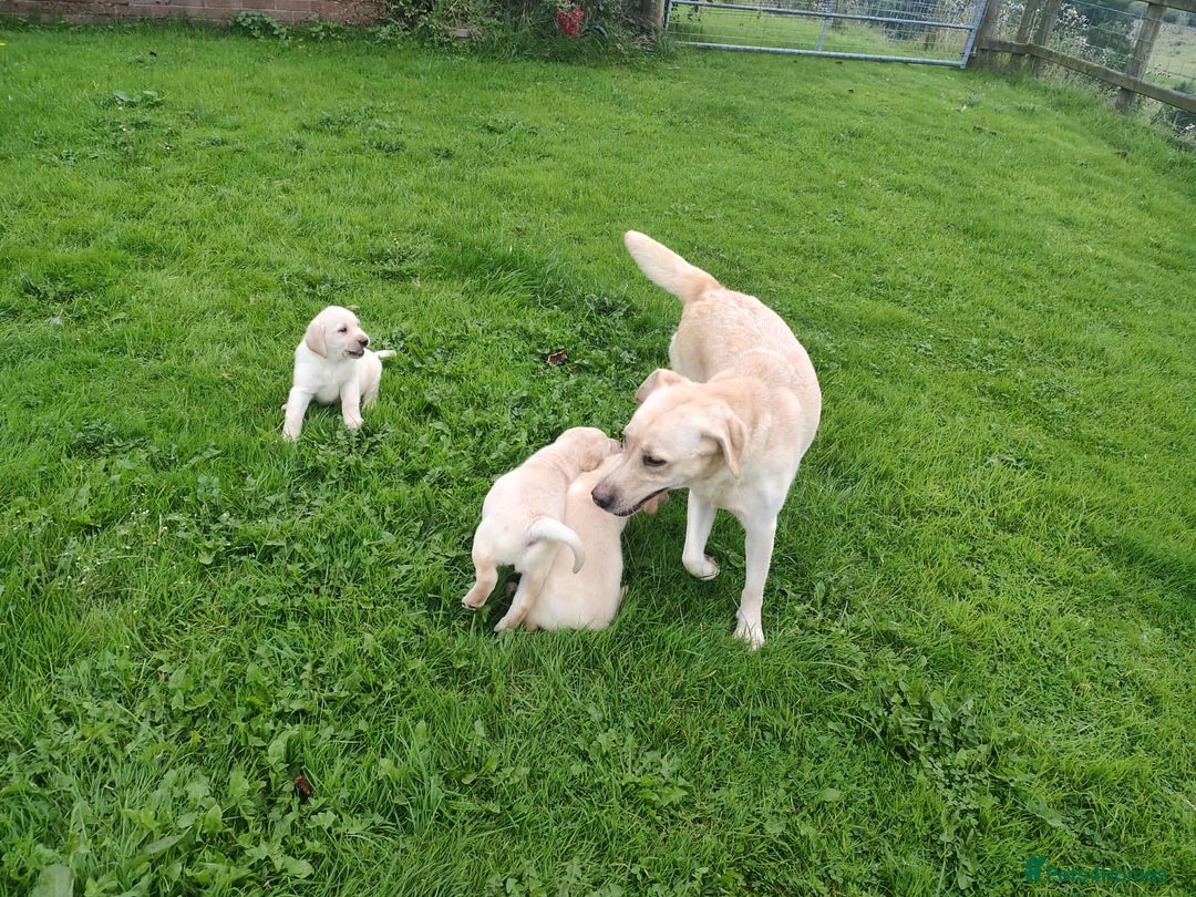 Labrador Retriever dogs for sale: Labradors  - Image 10