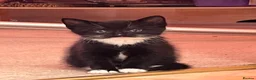 Mixed Breed cats for sale: 🐾 4 Male Kittens Looking for Loving Homes 🐾  - Advert 17