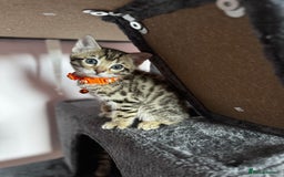 Bengal cats for sale: 🐆✨[REDUCED TO CLEAR!!] LAST THREE PURE BENGAL’S❤️ - Image 16