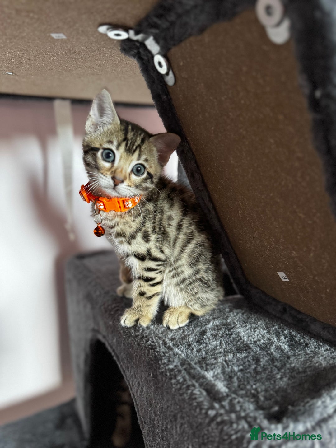 Bengal cats for sale: 🐆✨[REDUCED TO CLEAR!!] LAST THREE PURE BENGAL’S❤️ - Image 16