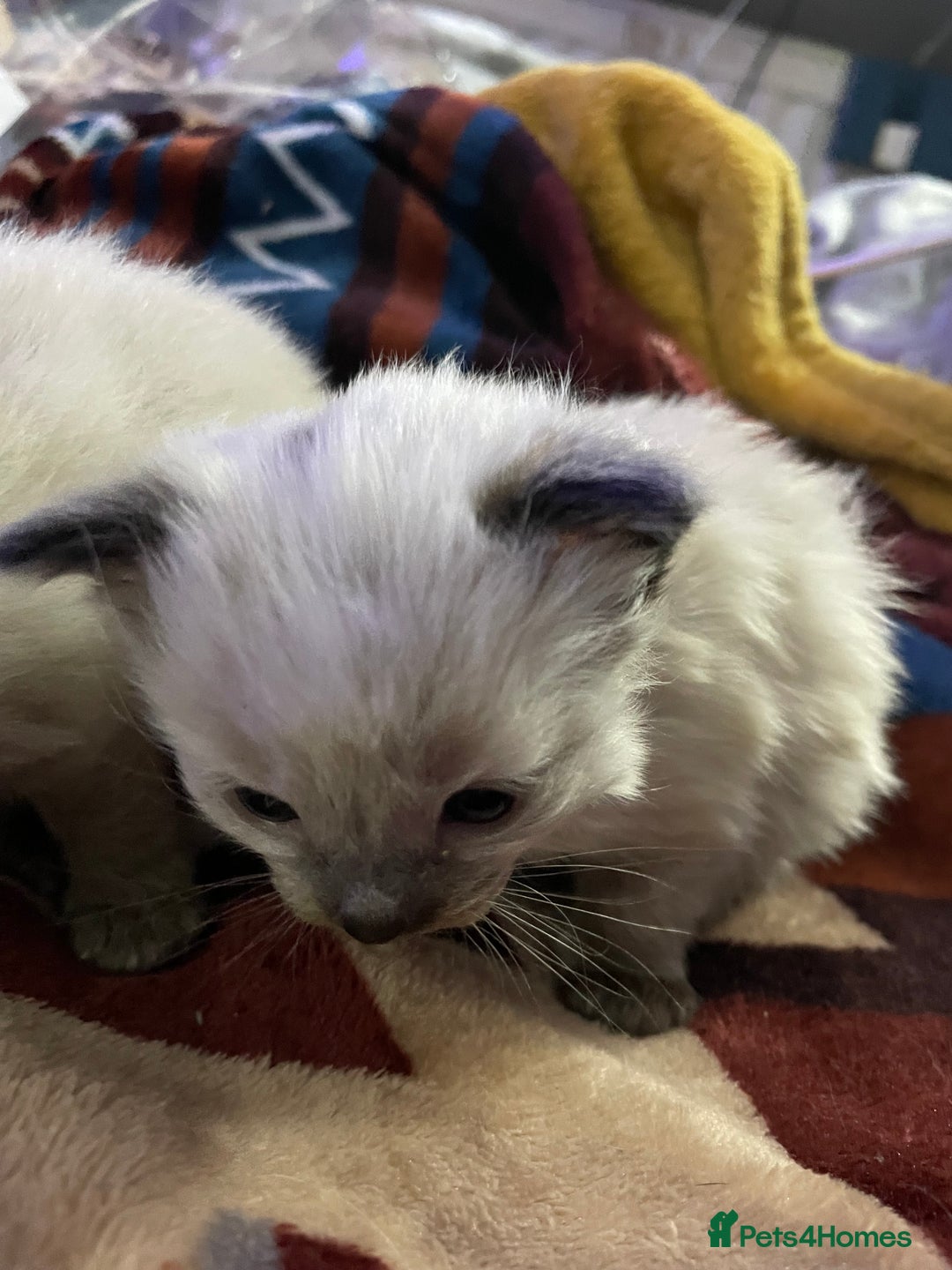 Ragdoll cats for sale: Ragdoll Bluepoint/sealpoint - Advert 6