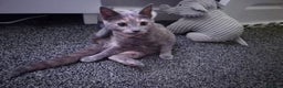 Mixed Breed cats for sale: Lilac & peach girl kitten left - Advert 2
