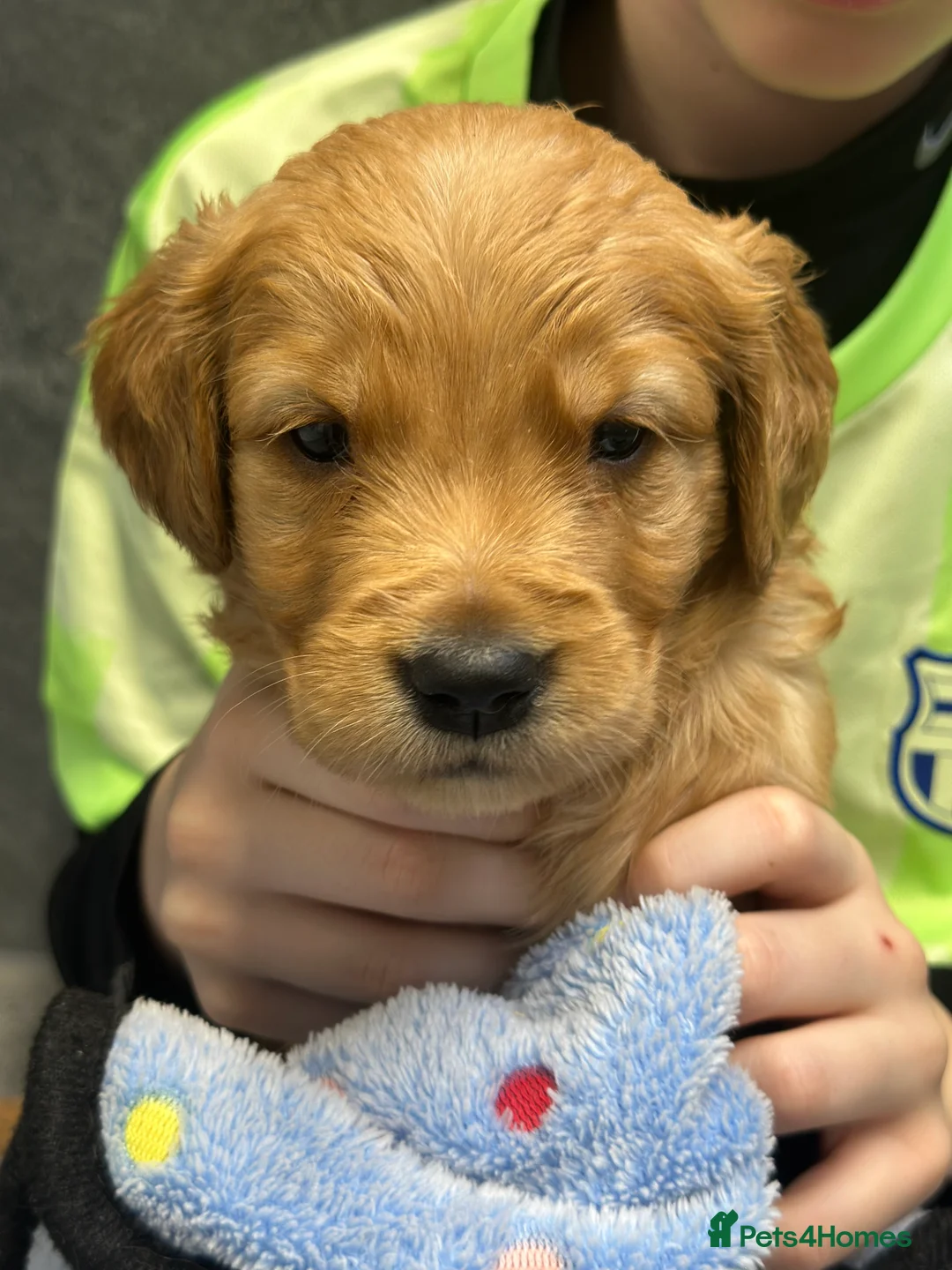 Golden Retriever dogs for sale: Dark Golden KC registered Golden retrievers - Advert 34