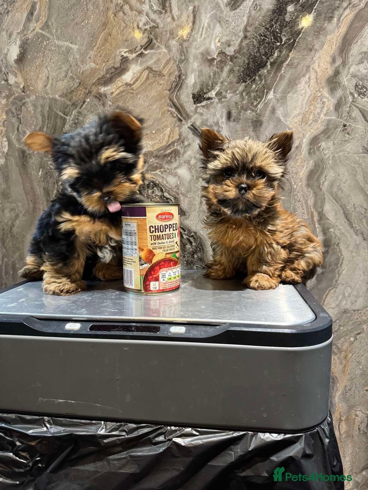 Yorkshire Terrier dogs Yorkshire terrier 2mini boys - Advert 2