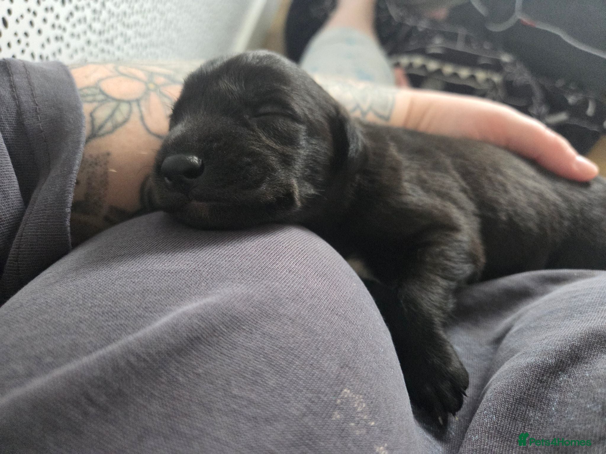 Mixed Breed dogs 🐾 Beautiful Labrador × Whippet Puppies! 🐾 - Advert 2