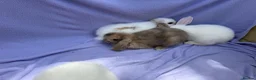 Mini Lop rabbits for sale: Mini lop babies  - Advert 5