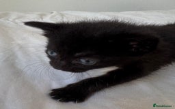 Mixed Breed cats for sale: 3x black kittens for sale  - Image 3