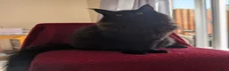 Maine Coon cats for sale: 5 mainne coon kittens  - Advert 11