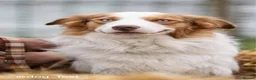 Border Collie dogs for stud: Stunning Blue Eyed Red Merle BorderCollie for Stud - Advert 9