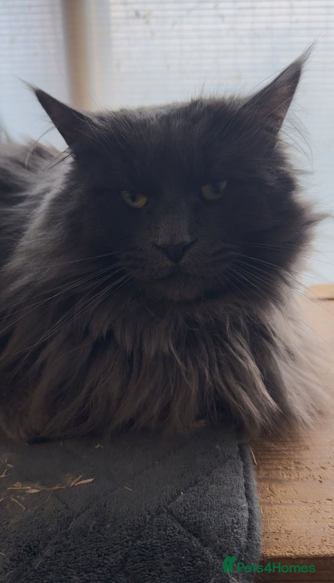 Maine Coon cats for stud: GCCF Blue Smoke Maine Coon Stud in Thetford - Advert 5