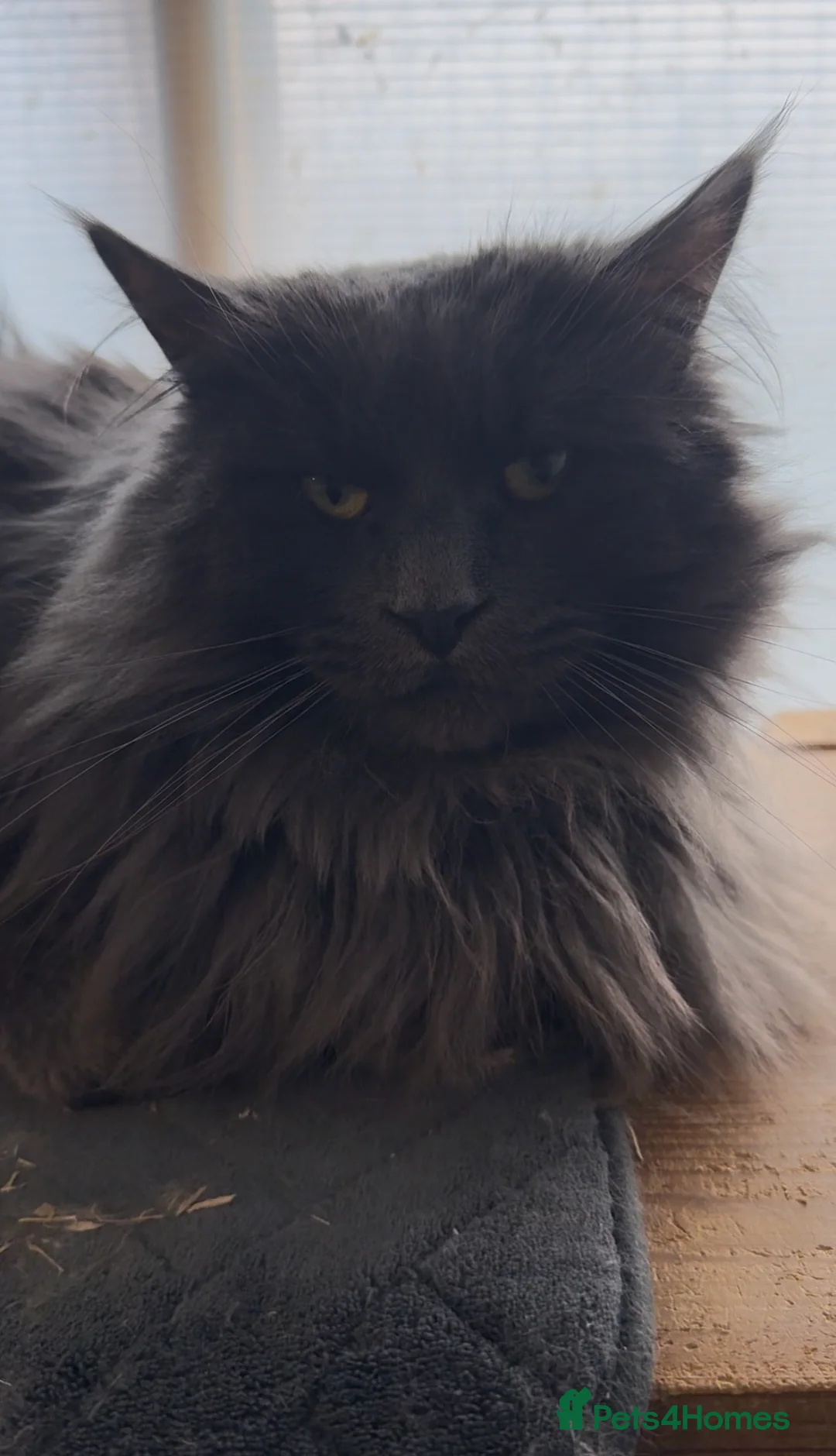 Maine Coon cats for stud: GCCF Blue Smoke Maine Coon Stud in Thetford - Advert 5
