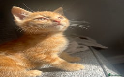 Mixed Breed cats for sale: X2 male kittens looking for their forever home - Image 2