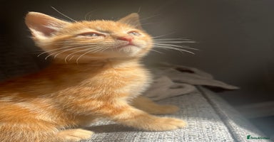 Mixed Breed cats - Advert 11
