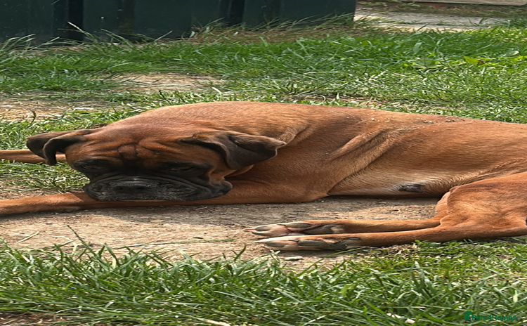 Boxer dogs - Advert 4