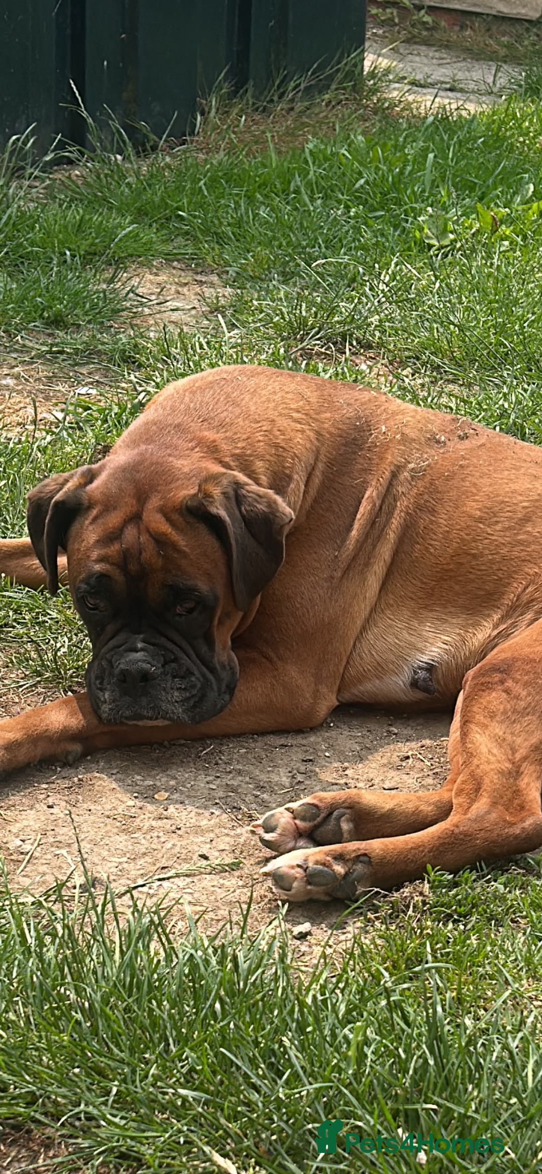 Boxer dogs for sale: KC Registered Boxer Puppies Ready in September 🐾 - Image 1
