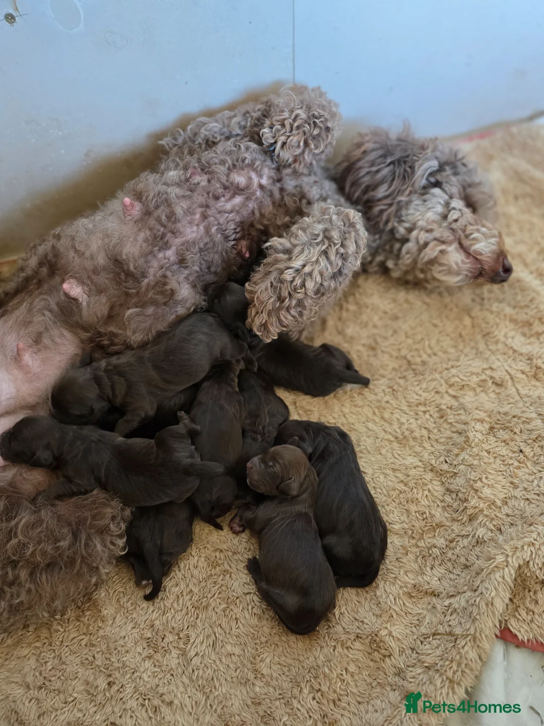 Cockapoo dogs for sale: Cockerpoo puppies F1 stunning mixed litter  in Looe - Advert 8