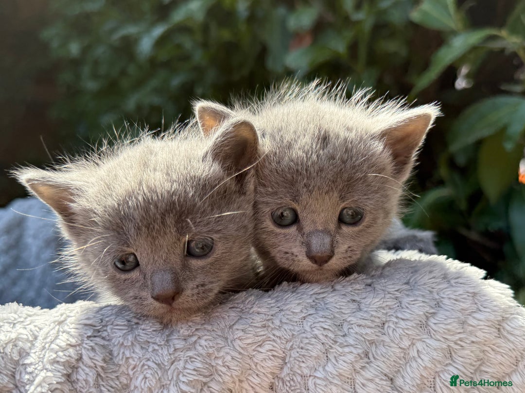 Russian Blue cats for sale: Pure Russian Blue Kittens - Image 7