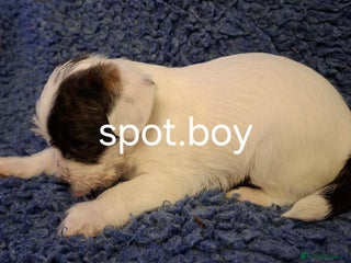 Jackapoo dogs JACKAPOO PUPPIES - Advert 3