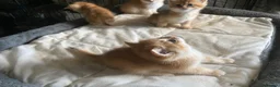British Shorthair cats for sale: Full Pedigree British short hair kittens  - Advert 12