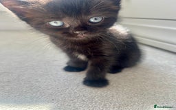 Ragdoll cats for sale: Very friendly Affectionate Ragdoll x kitten - Image 3