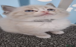 Ragdoll cats for sale: Beautiful Ragdolls 4 boys and 2 girls  - Image 9