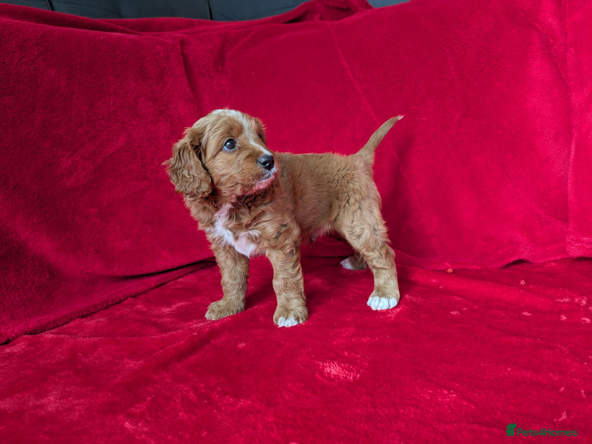 Cavapoo dogs ONLY ONE BOY PUPPY LEFT, price open to negotiation - Advert 2