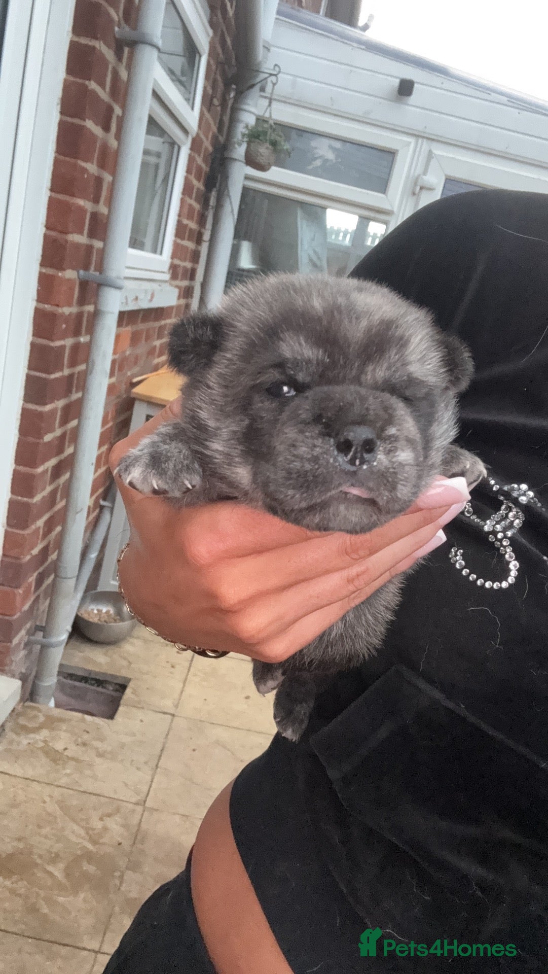 Mixed Breed dogs Pugitka  - Advert 2