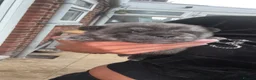 Mixed Breed dogs for sale: Pugitka  in Middlesbrough - Advert 1