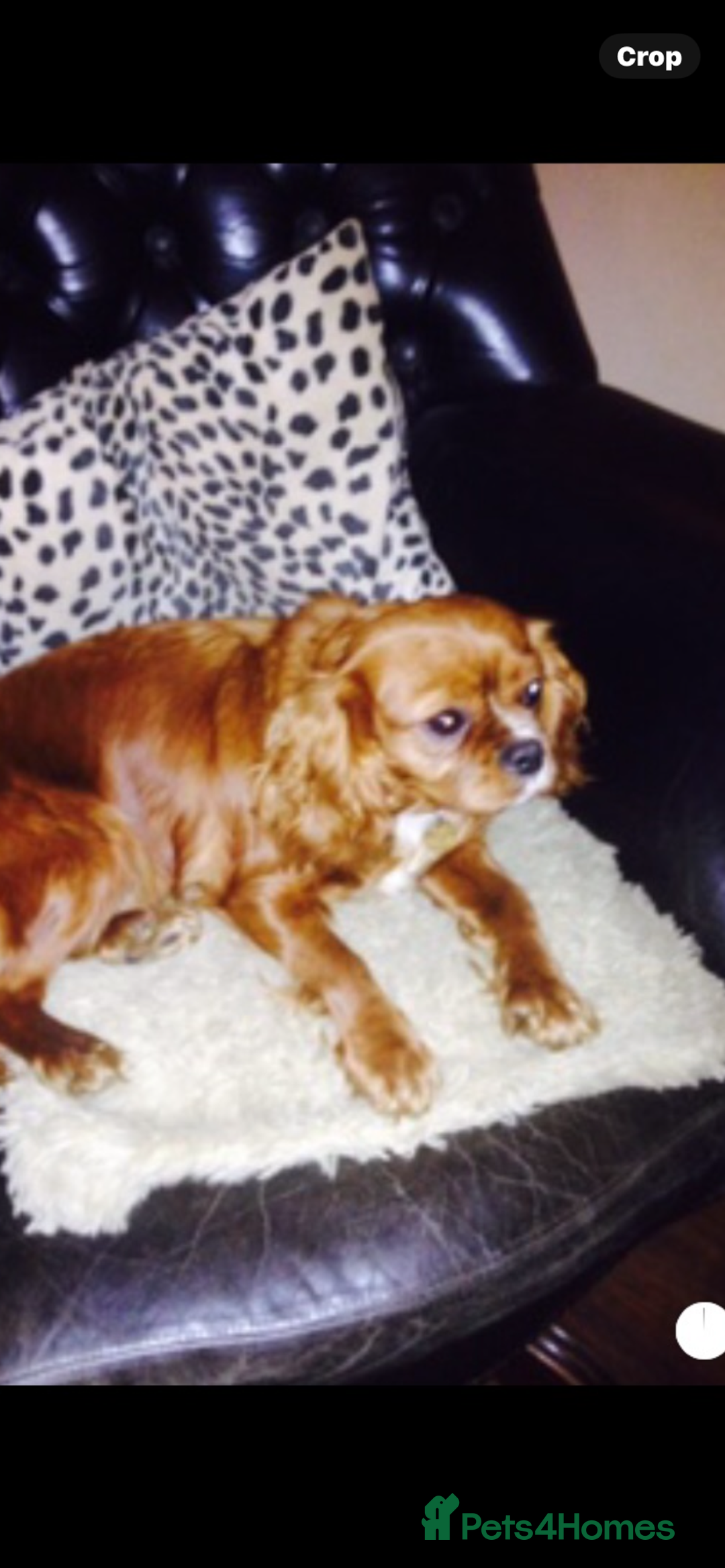 Cavalier King Charles Spaniel dogs for sale: Cavalier King Charles spaniel boy,ready now. - Advert 6