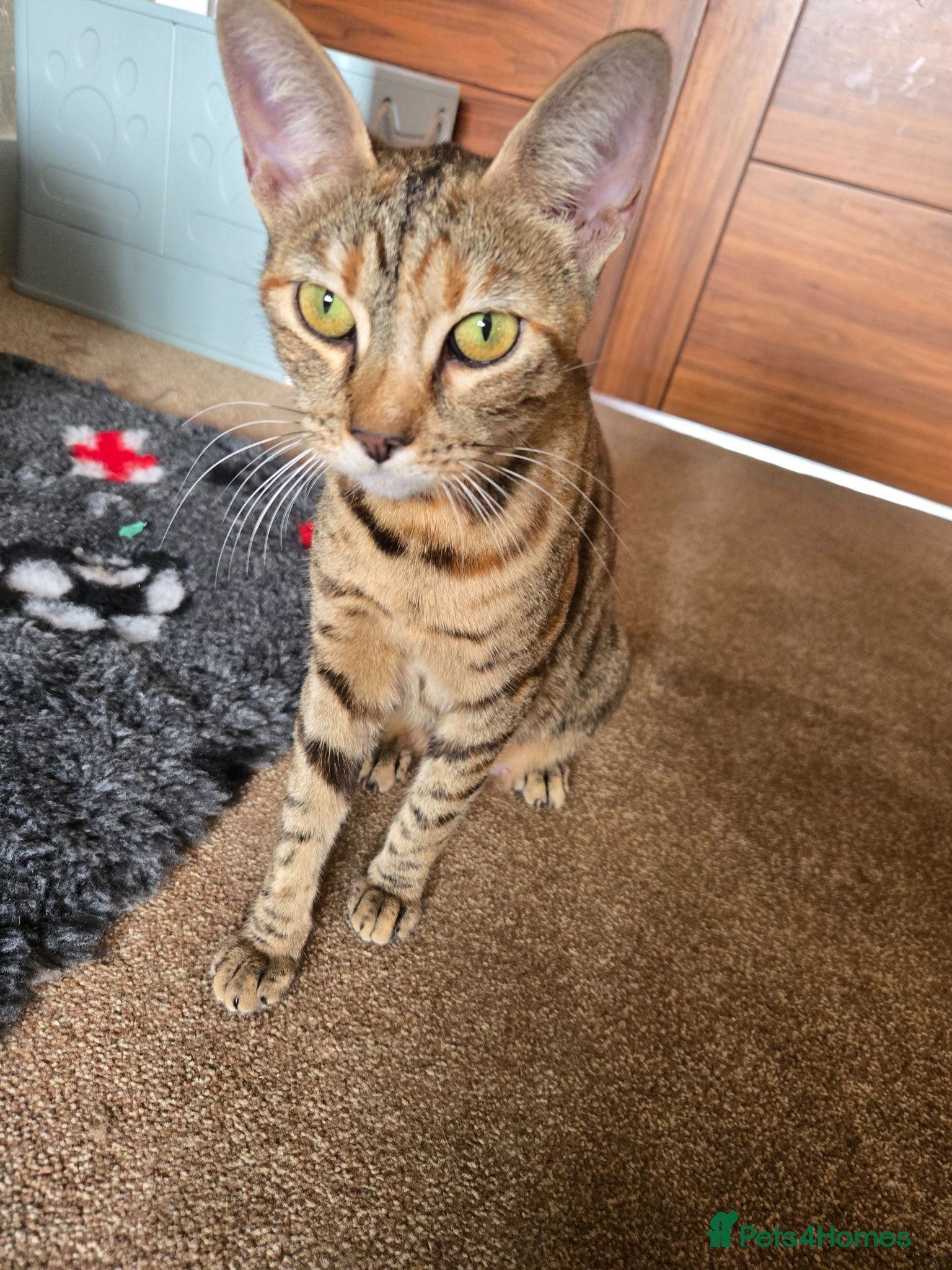 Savannah cats Savanah x pixie bob - Advert 1