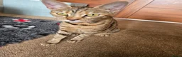 Savannah cats for sale: Savanah x pixie bob - Advert 1