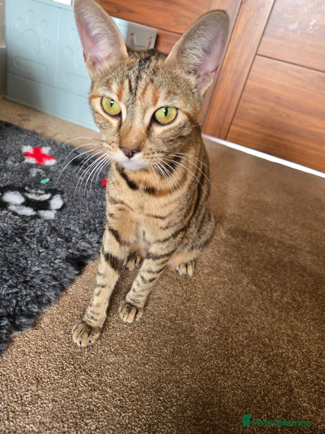 Savannah cats for sale: Savanah x pixie bob - Advert 1
