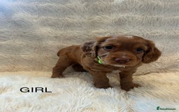 Cocker Spaniel dogs for sale: KC REG Outstanding pedigree Working Cocker Spaniel - Image 9