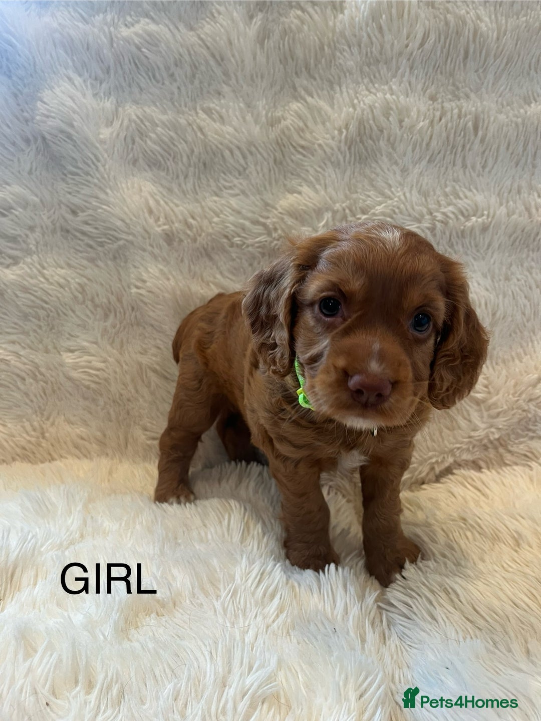 Cocker Spaniel dogs for sale: KC REG Outstanding pedigree Working Cocker Spaniel - Image 9