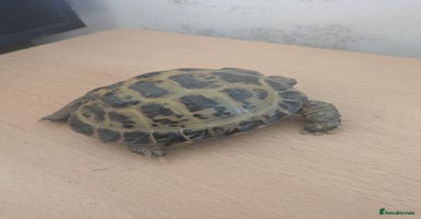 Tortoise reptiles - Advert 7