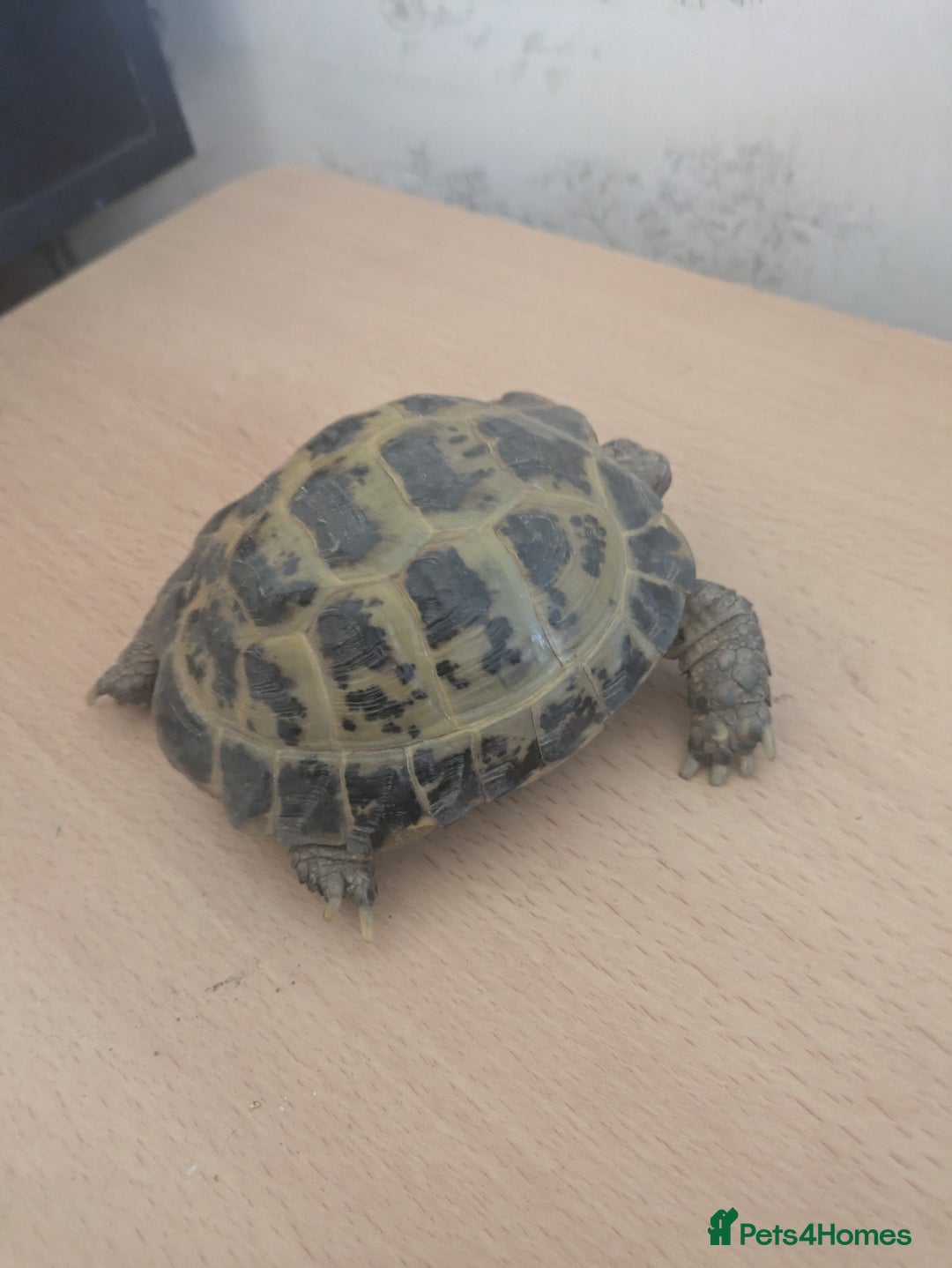 Tortoise reptiles for sale: Horsfield Tortoise 5yrs old male  - Image 3