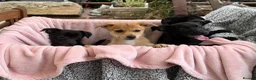 Mixed Breed dogs for sale: Jack x Pom puppies  in Bootle - Advert 12