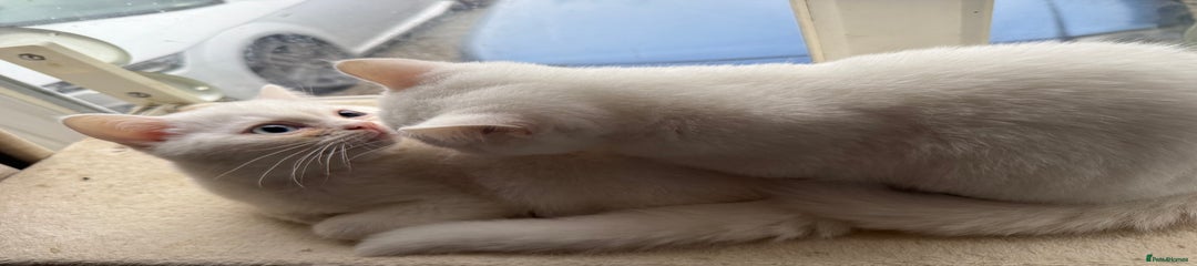 British Shorthair Kitten 1