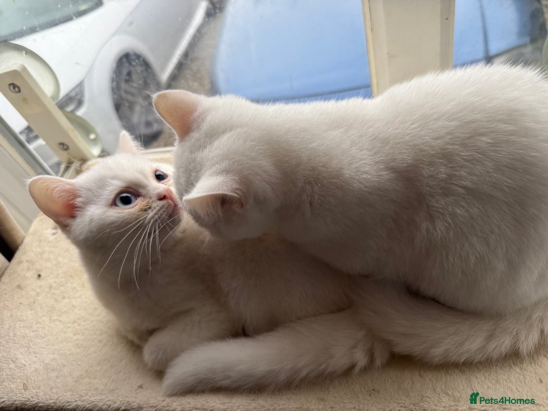 British Shorthair cats for sale: BSH male kitten rare each eye different colour  - Image 2